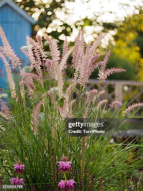 pastel color pink fluffy panicles of pennisetum orientalis flamingo in spring ornamental garden - ornamental grass stock pictures, royalty-free photos & images