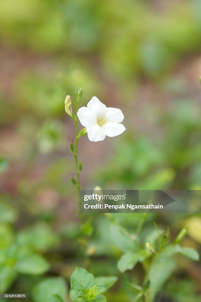 Purple flower Creeping Foxglove, Asystasia gangetica Anderson Acanthaceae Square trunk Fry on the soil surface The top is erect, forming a single leaf with an oval shape