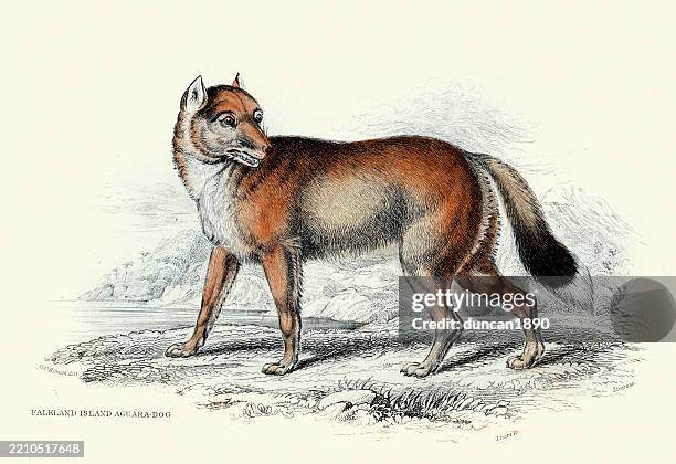 Wildlife Jackal Fennec Fox Fox 19th Century Engraving High-Res