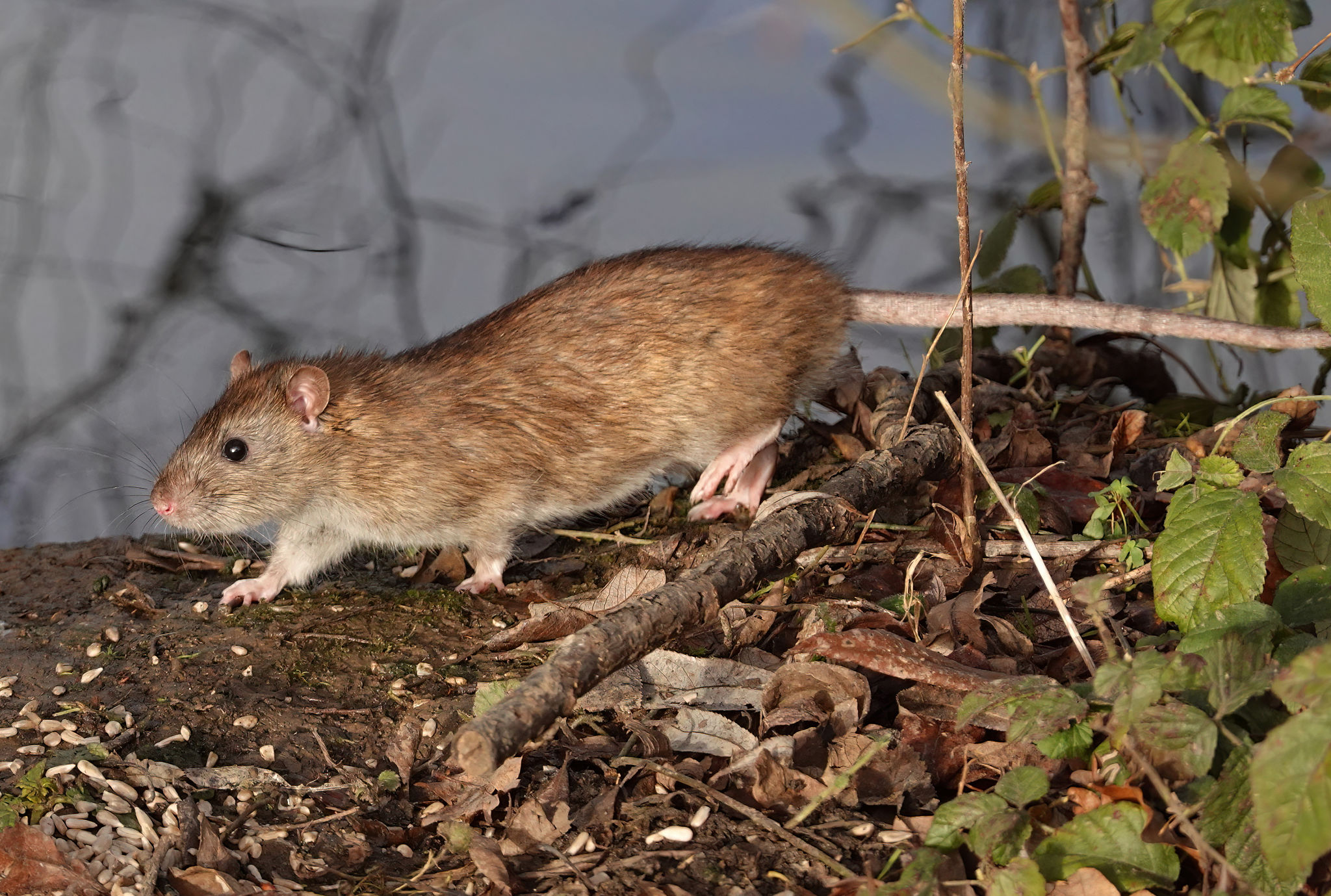 A brown rat, rattus norvegicus, scavenging for food at the edge of a lake in an English public park. A brown rat, rattus norvegicus, scavenging for food at the edge of a lake in an English public park.