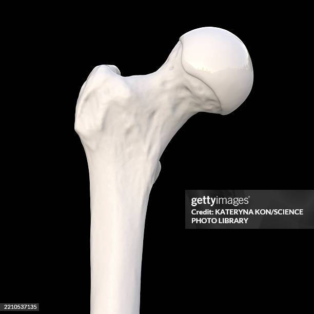 ilustraciones, imágenes clip art, dibujos animados e iconos de stock de femur bone anatomy, illustration - femur