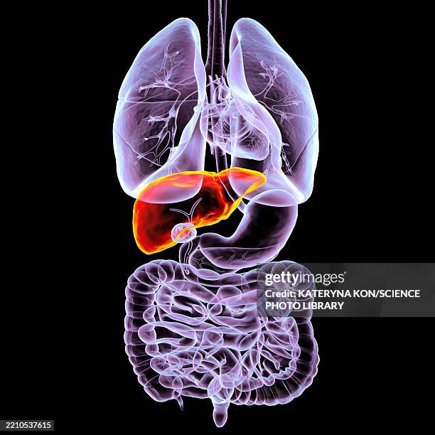 human respiratory and digestive system anatomy, illustration - human liver stock illustrations