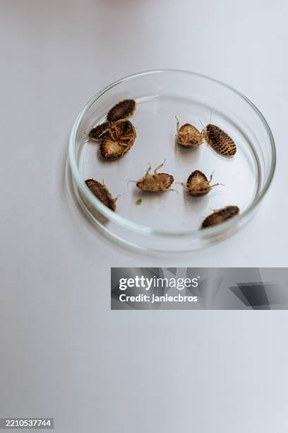 Cockroach Lab Rearing 1,078 Animal Health Diagnostic Laboratory Stock Photos, High-Res ...