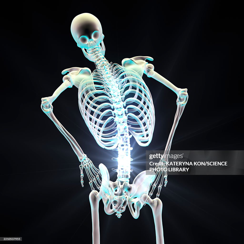Back Problems Skeleton Human Skeleton With Lower Back Pain Illustration High-Res Vector ...