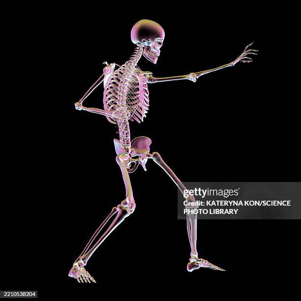 human skeleton in dynamic fighting pose, illustration - pelvic exercise stock illustrations