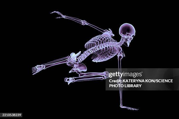 human skeleton in dynamic jumping pose, illustration - pelvic exercise stock illustrations