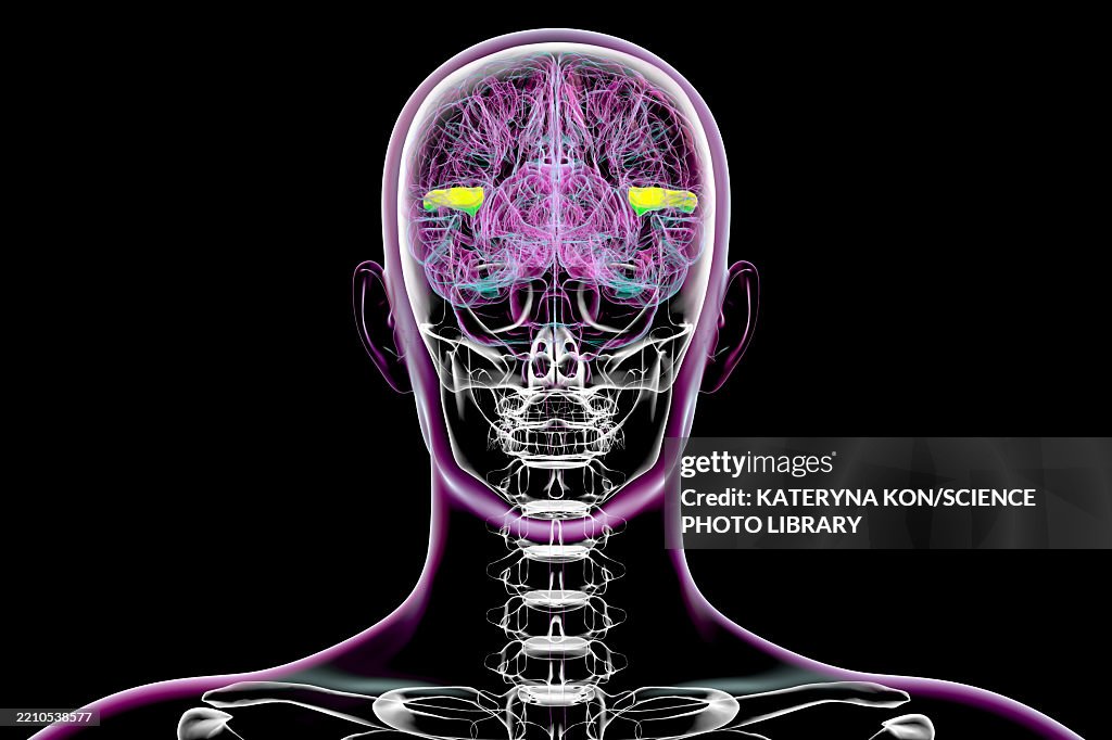 Gyri Simple Transverse Temporal Gyri Illustration High-Res Vector Graphic - Getty ...