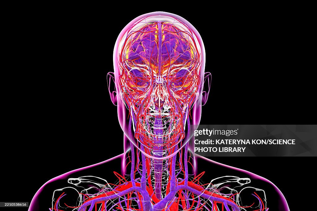 Extravascular System Vascular System Of Brain Illustration High-Res Vector Graphic - Getty ...