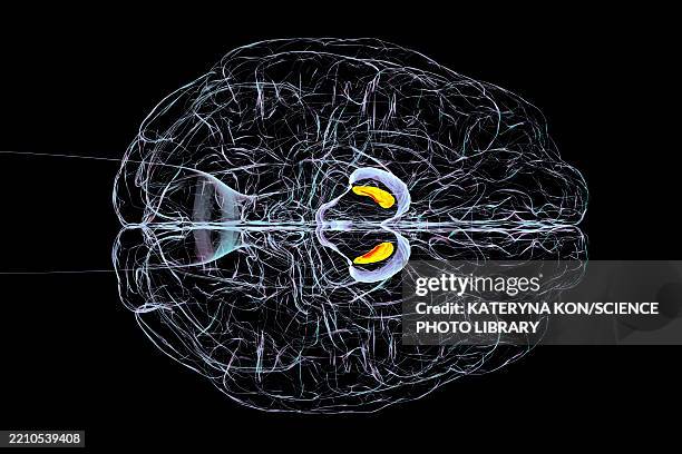 substantia nigra in human brain, illustration - neural pathways stock illustrations
