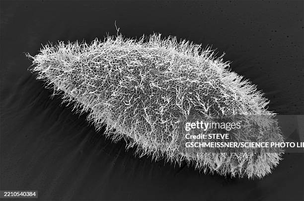 paramecium, sem - micrografia eletrónica de varrimento imagens e fotografias de stock