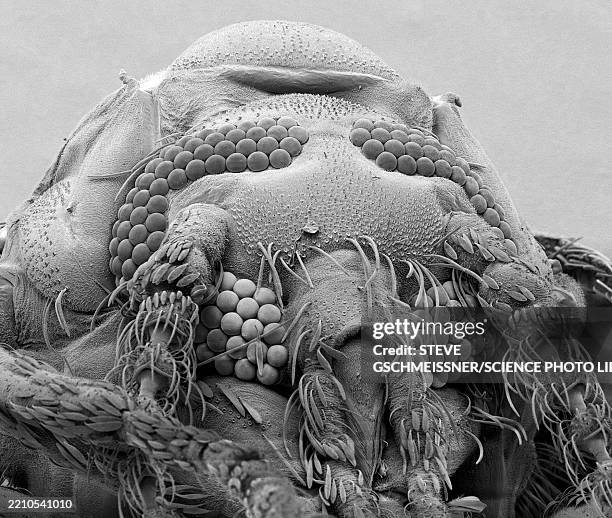 950 Sem Insect Stock Photos, High-Res Pictures, and Images - Getty Images