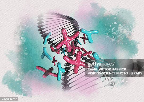 dna with x and y chromosomes, illustration - y chromosome stock illustrations
