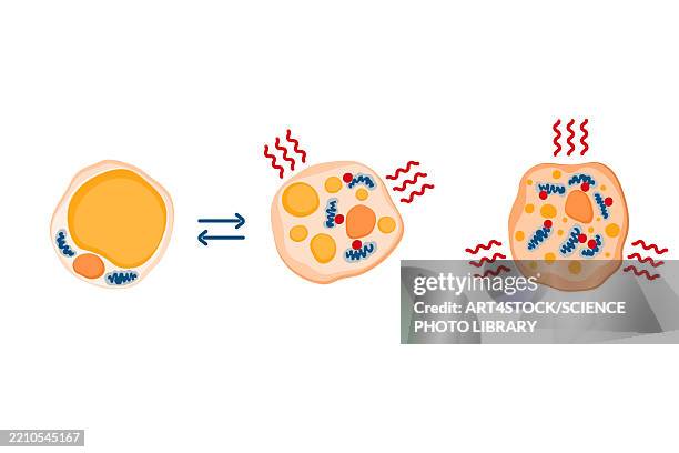 adipose tissue browning, conceptual illustration - storage facility stock illustrations