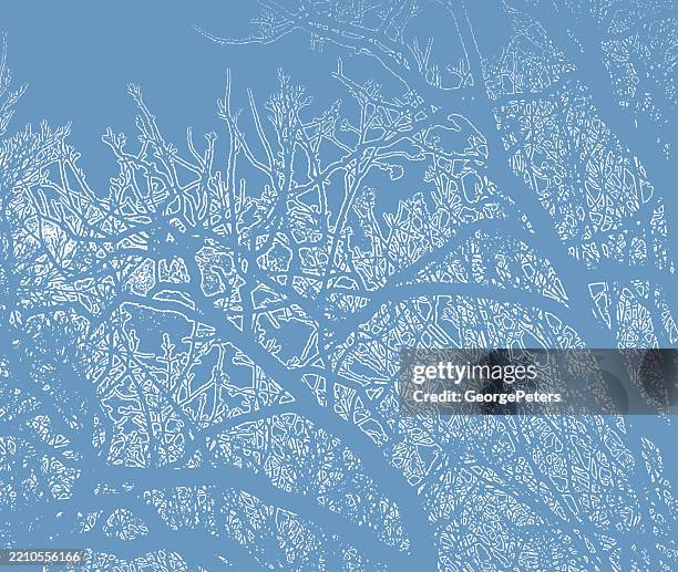 bare tree tops at night and moonlight, background texture - treetop stock illustrations