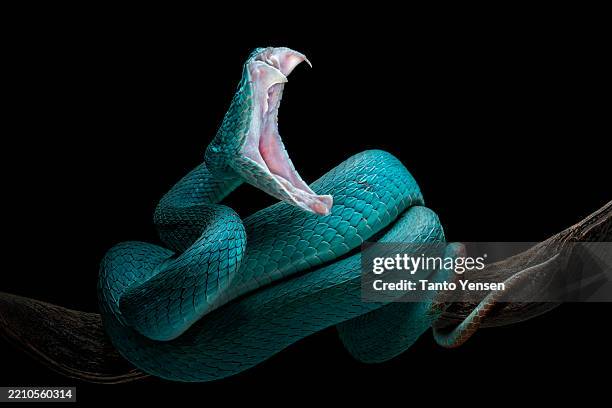 blue white lipped pit viper - vipera foto e immagini stock