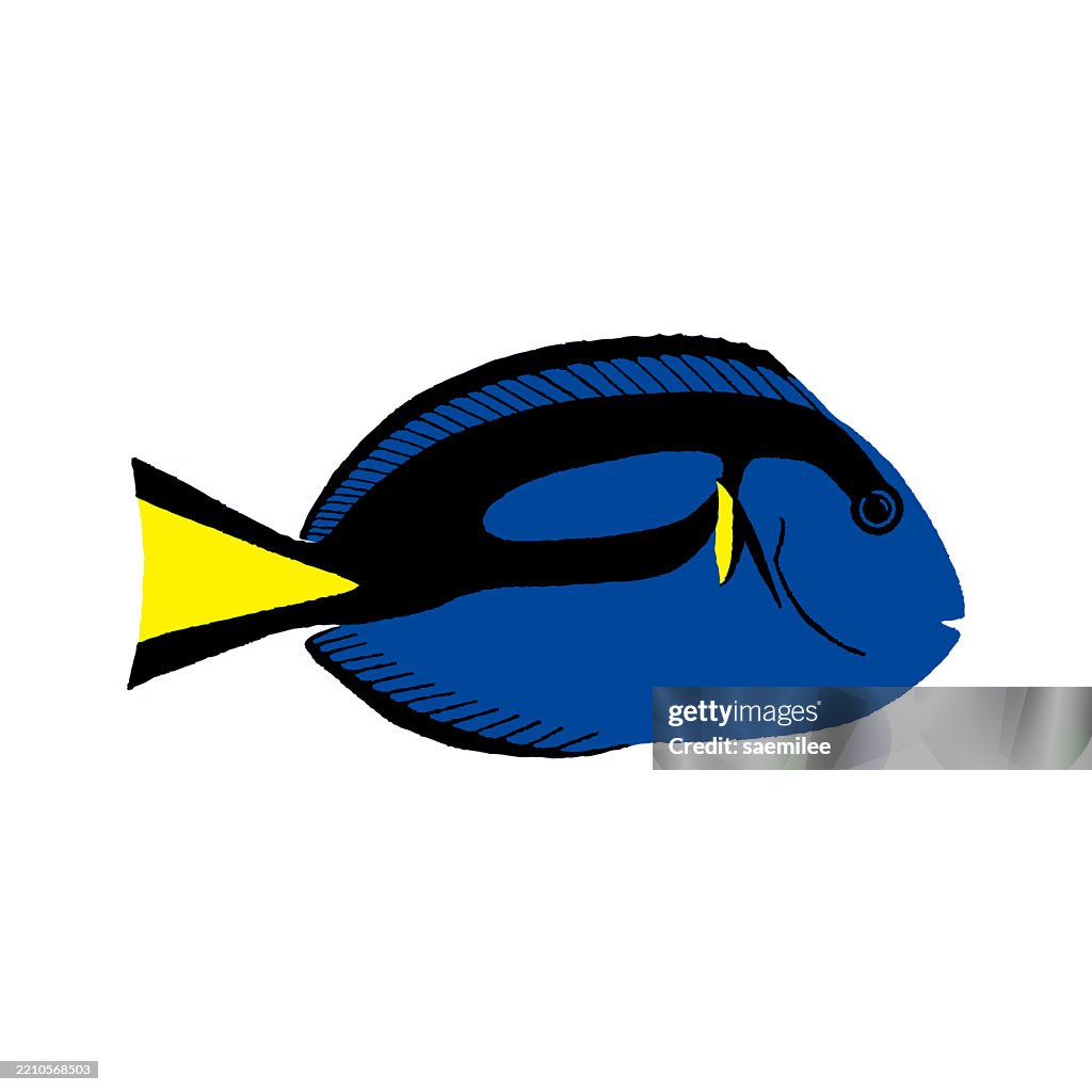 Color Drawing of Blue Tang Fish