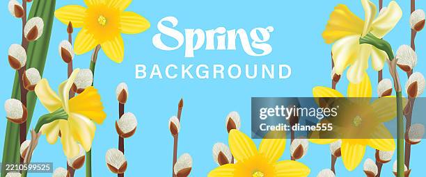 colourful spring sale flowers background with daffodils and pussy willows - spring background yellow stock illustrations