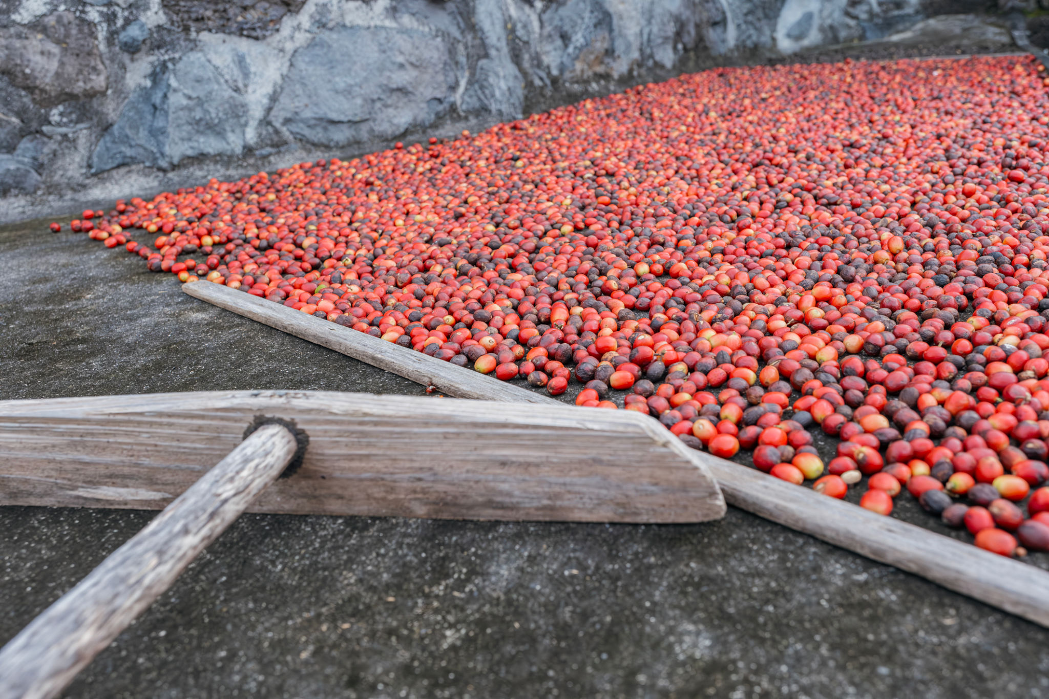 specialty coffee