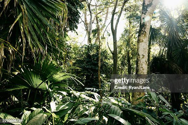 lush green rainforest in kona area of hawaii - tropical rainforest stock pictures, royalty-free photos & images