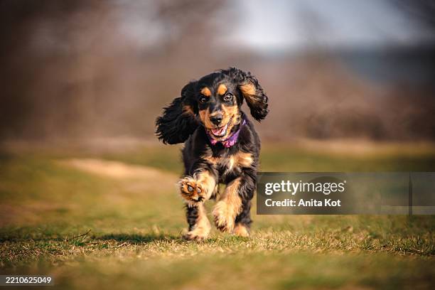 portrait of a running cocker spaniel puppy - cocker spaniel stock pictures, royalty-free photos & images