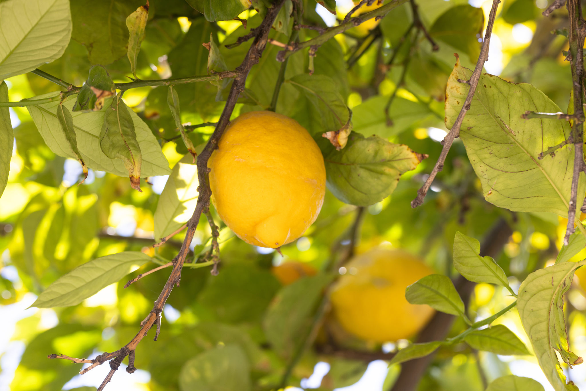 arizona orchard