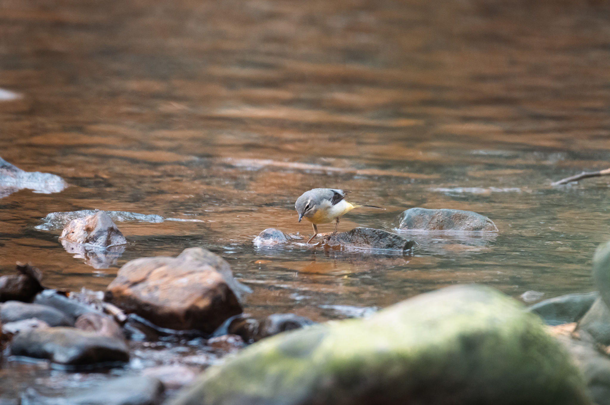 Yorkshire wildlife