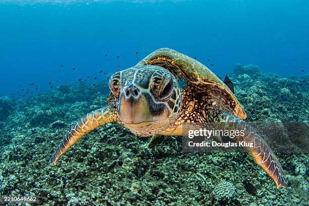 turtle - tortue verte photos et images de collection