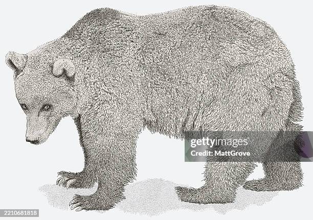 curious bear. grizzly bear - bear cub stock illustrations