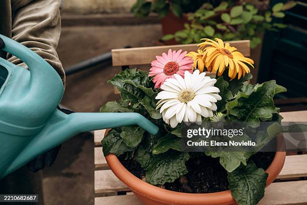a woman waters gerbera flowers in a pot from a watering can on the balcony, hobby gardening on the terrace, hands close-up - gerbera daisy stock pictures, royalty-free photos & images