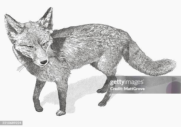 red fox - red fox stock illustrations