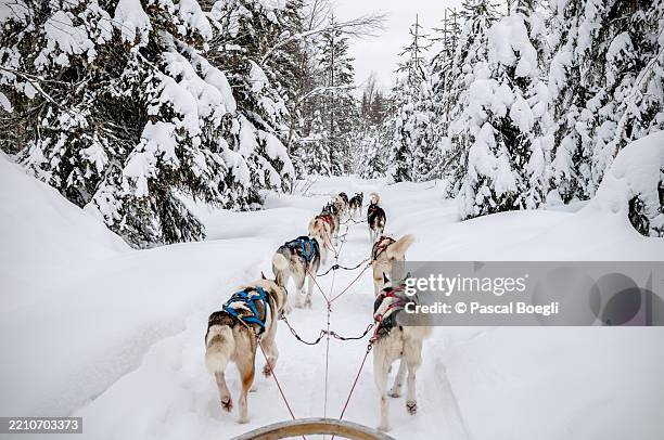 husky sled near rovaniemi, lapland, finland - sledge stock pictures, royalty-free photos & images