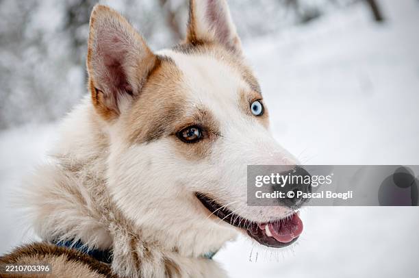 odd-eyed sled dog in rovaniemi, lapland, finland - sled dog stock pictures, royalty-free photos & images