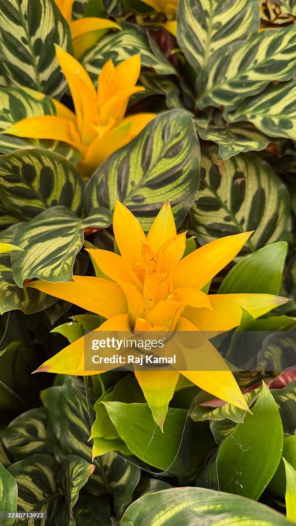 Yellow Scarlet-Star (Guzmania lingulata) plant in full bloom, bud and close up