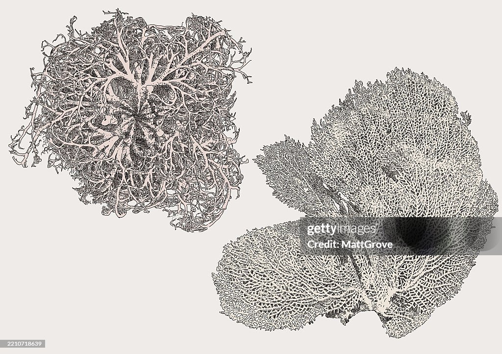Sea Fan Coral Basket Star Coral