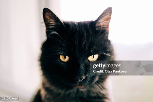 black cat staring with intense yellow eyes - staring stock pictures, royalty-free photos & images