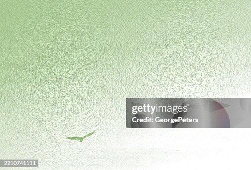 Eagle soaring high in an empty sky Eagle soaring high in an empty sky
