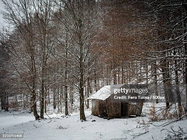 trees on snow covered field - home tree maintenance stock pictures, royalty-free photos & images