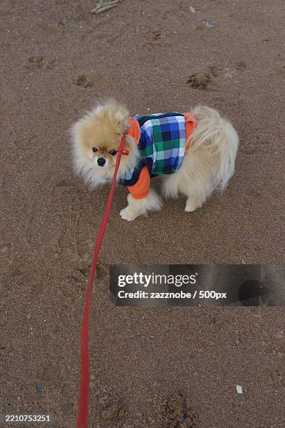 high angle view of dog with dog on field - best in show stock pictures, royalty-free photos & images