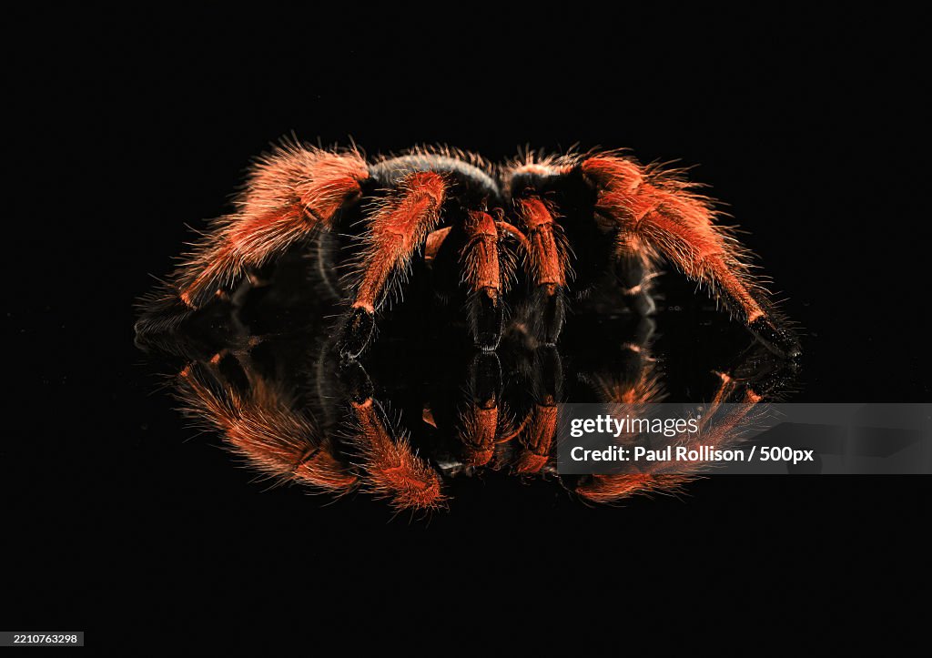 Close-up of spider on black background