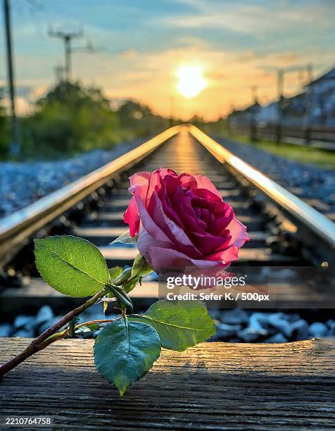 Rose Rails 4,476 K Rails Stock Photos, High-Res Pictures, and Images - Getty Images