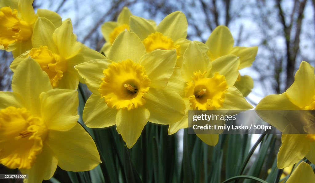Close-up of yellow daffodil,Virginia,United States,USA