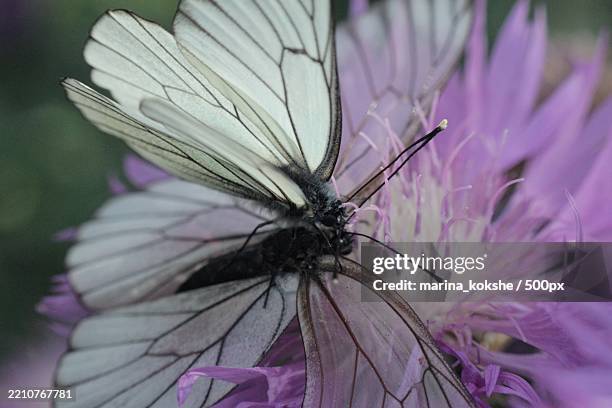 close-up of insect on flower - groot geaderd witje stockfoto's en -beelden