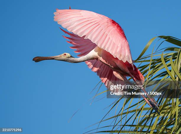 low angle view of roseate spoonbill flying against clear blue sky,florida,united states,usa - roseate spoonbill stock pictures, royalty-free photos & images