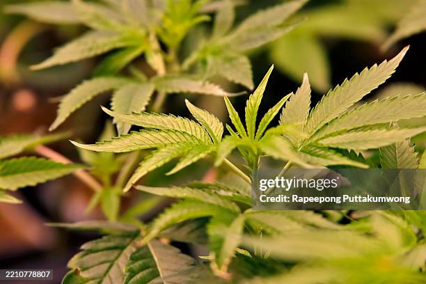 lush green cannabis foliage - canapa foto e immagini stock