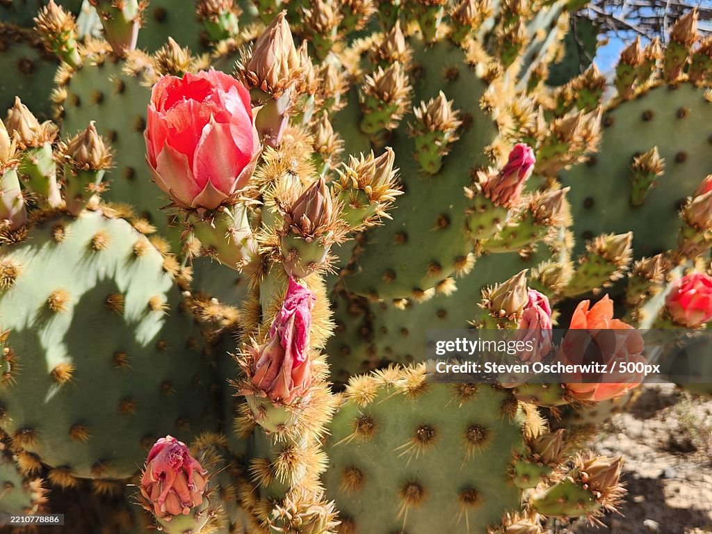 Cowboy Whiskers prickly pear pads with orange,Red flowers