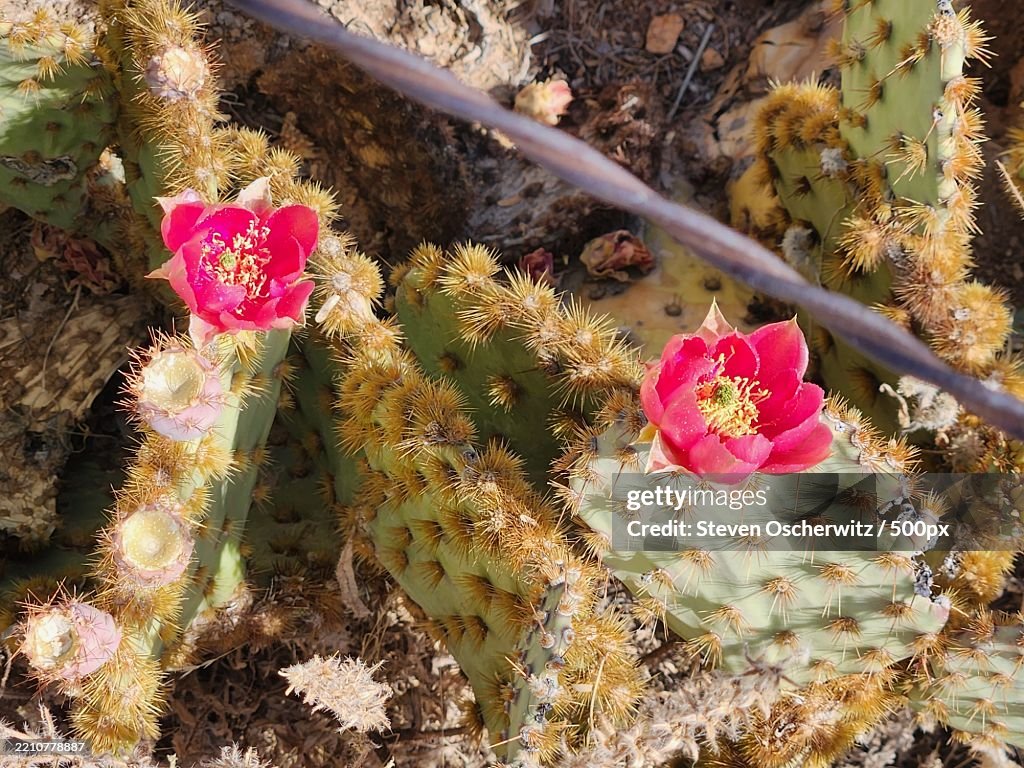 Cowboy Whiskers prickly pear pads with orange,Red flowers