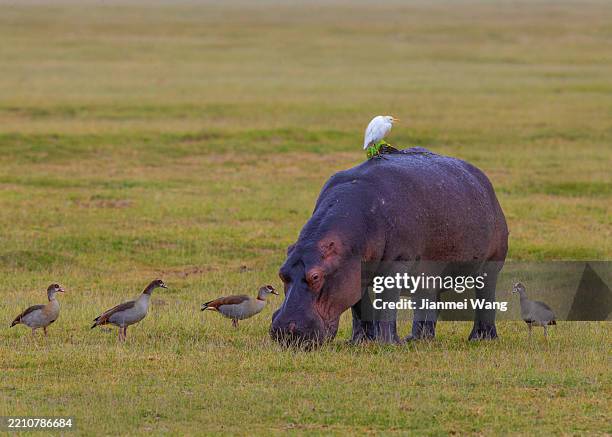 harmonious gathering: hippo, egret, and egyptian geese in tanzania, africa - hippopotamus stock pictures, royalty-free photos & images