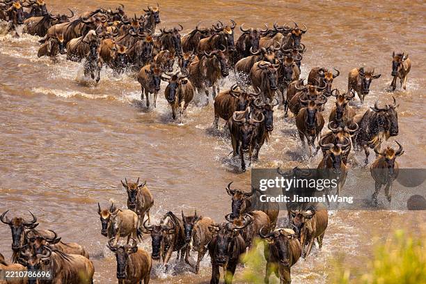 donnernde herden von gnus strömen über den mara-fluss, serengeti-nationalpark, tansania, afrika - serengeti nationalpark stock-fotos und bilder