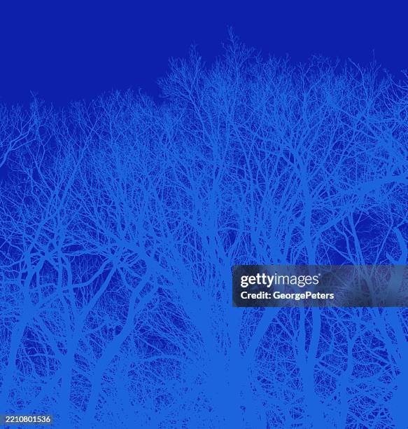 bare tree top background texture - tree tops texture stock illustrations