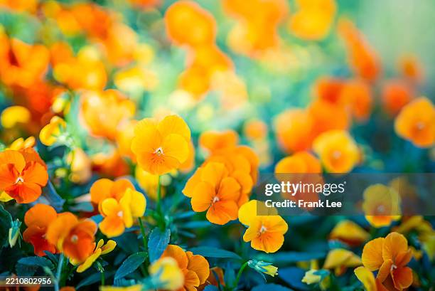 orange flowers - viola cornuta - viola stock pictures, royalty-free photos & images